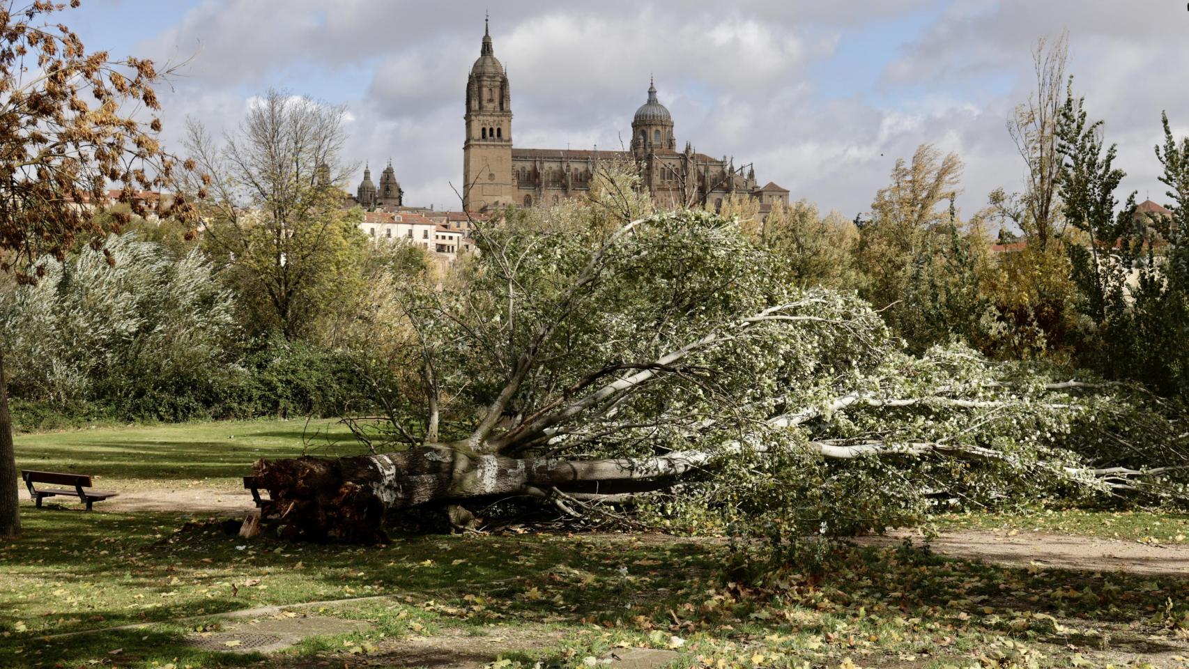 Árboles y ramas caídas por el fuerte viento en Salamanca