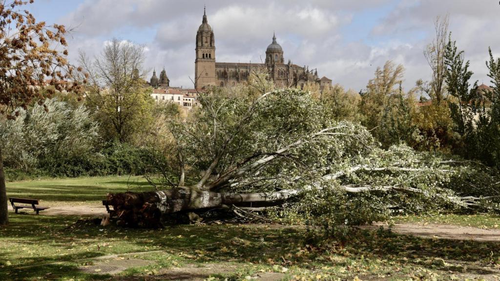 Árboles y ramas caídas por el fuerte viento en Salamanca