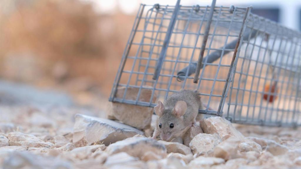 Ratón saliendo de su jaula.