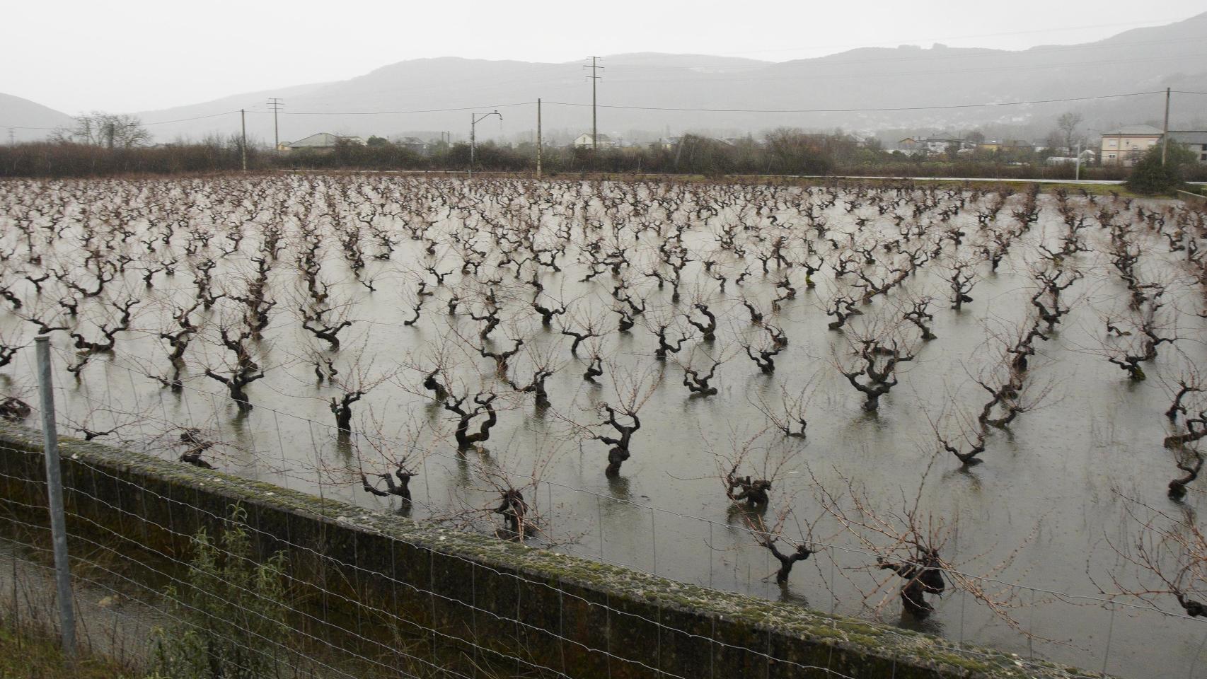 Viñedos del Bierzo afectados por el temporal de lluvias