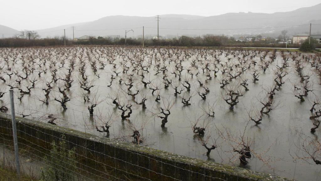 Viñedos del Bierzo afectados por el temporal de lluvias