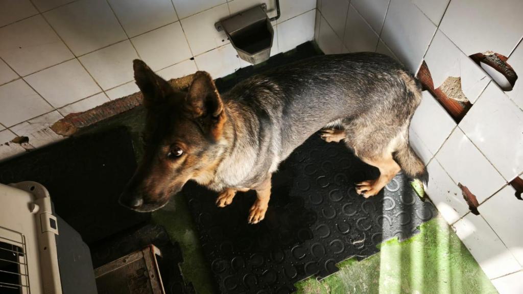 Uno de los perros de la Guardia Civil.