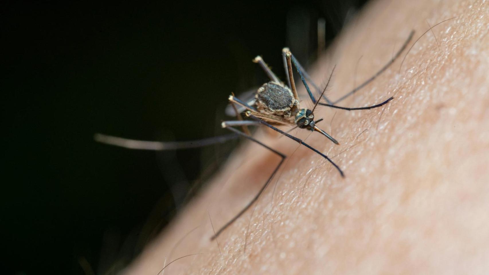 El 'Aedes albopictus', mosquito transmisor del chikungunya.