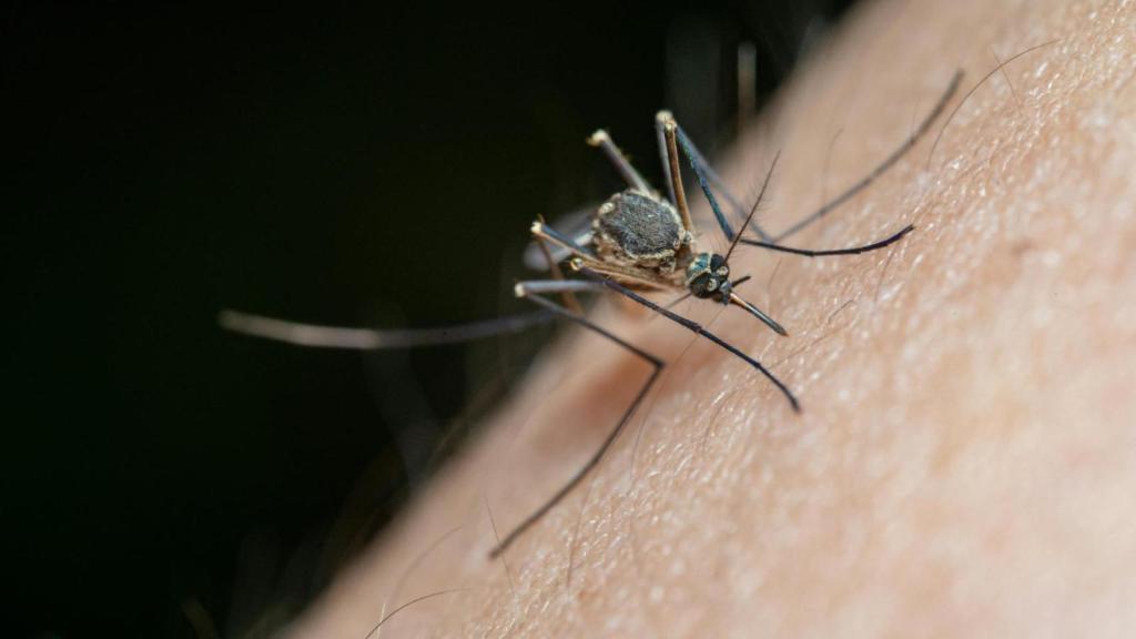 El 'Aedes albopictus', mosquito transmisor del chikungunya.