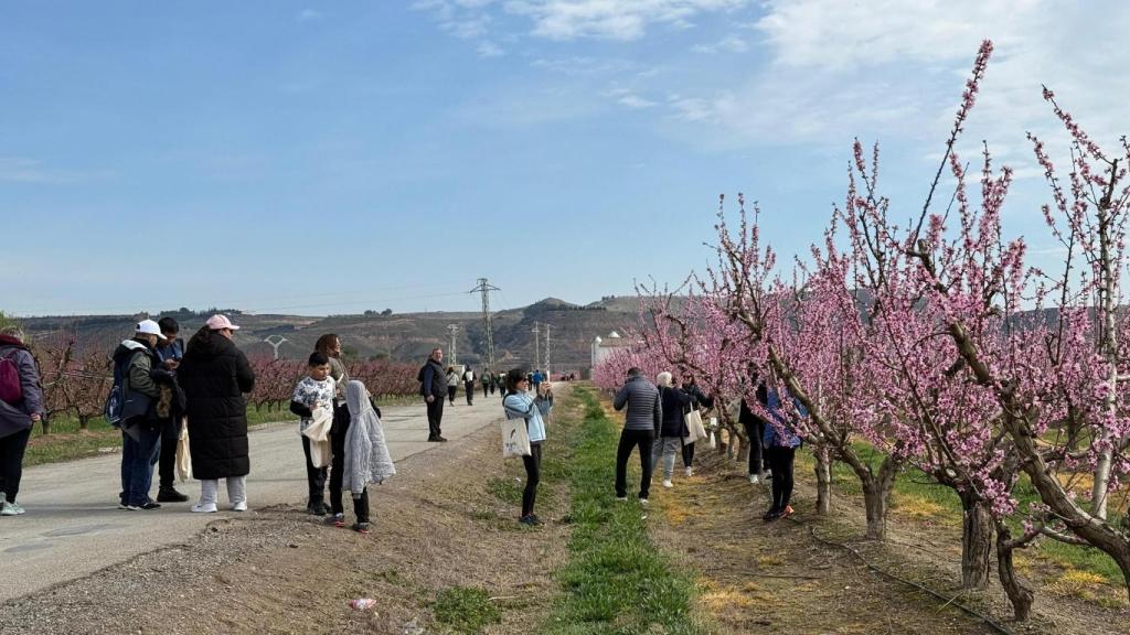 Turistas en la Ruta de la Floración 2025.