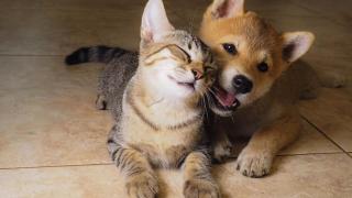 Un perro y un gato jugando juntos.
