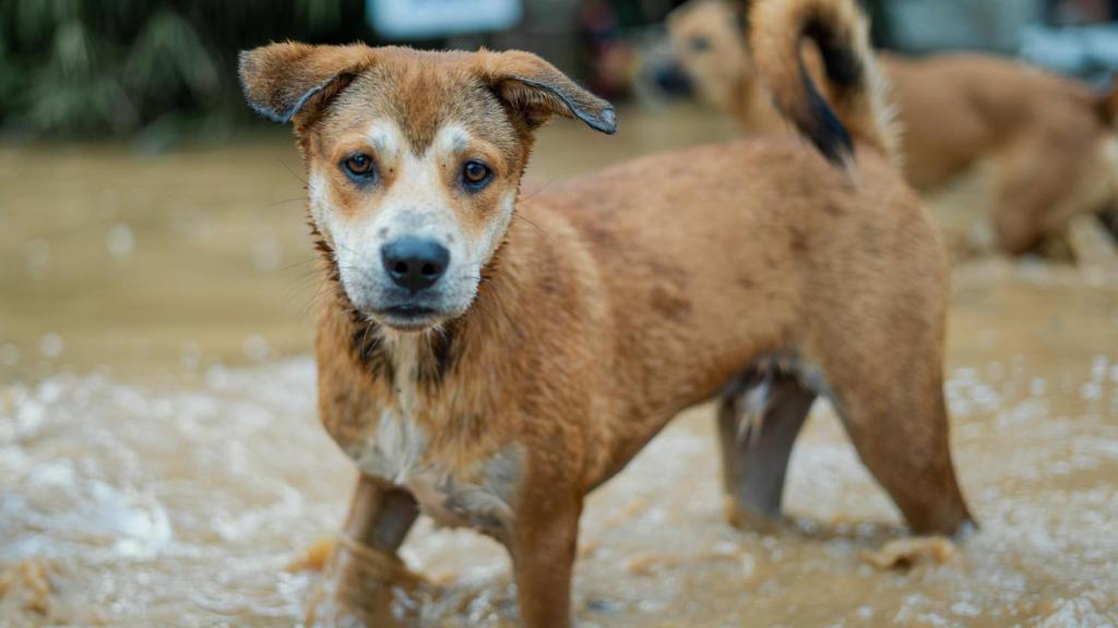Un perro en medio de una inundación.