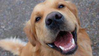 Un golden retriever.