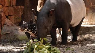 Rawa, la hembra de tapir malayo de Bioparc Fuengirola.