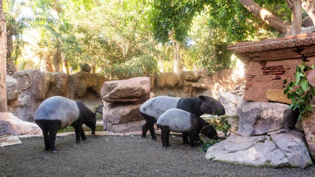 Tapir malayo.
