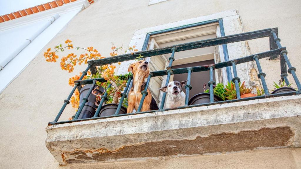 Perros en un balcón.
