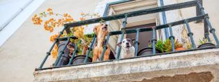 Perros en un balcón.