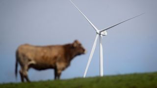 Una vaca en un parque eólico de Galicia