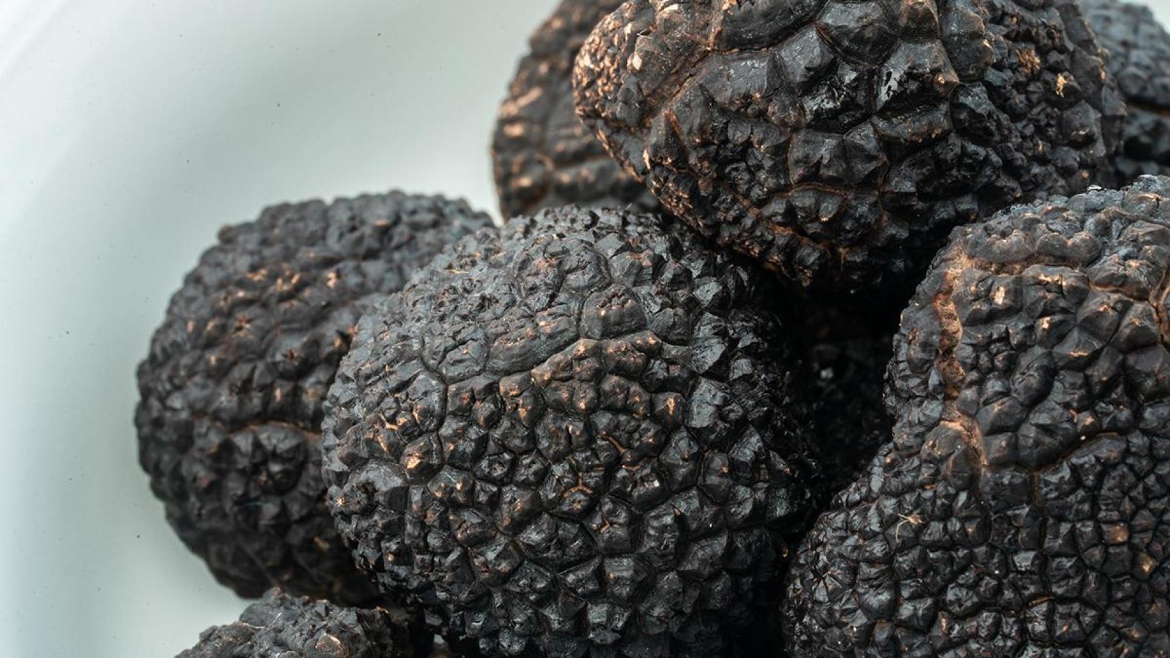 “Es prácticamente imposible diferenciar una trufa cultivada de una salvaje”: así se produce el oro negro de Soria