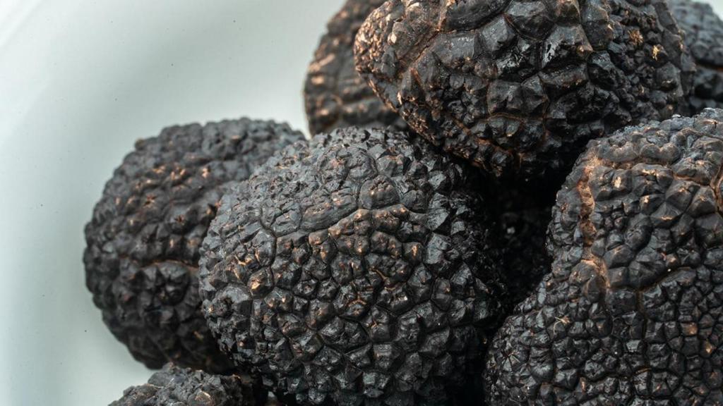 “Es prácticamente imposible diferenciar una trufa cultivada de una salvaje”: así se produce el oro negro de Soria