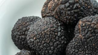 “Es prácticamente imposible diferenciar una trufa cultivada de una salvaje”: así se produce el oro negro de Soria