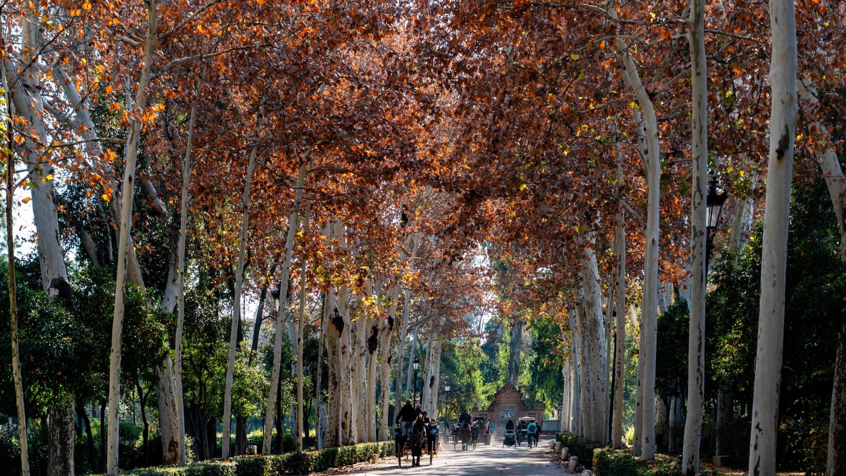 El Parque María Luisa.