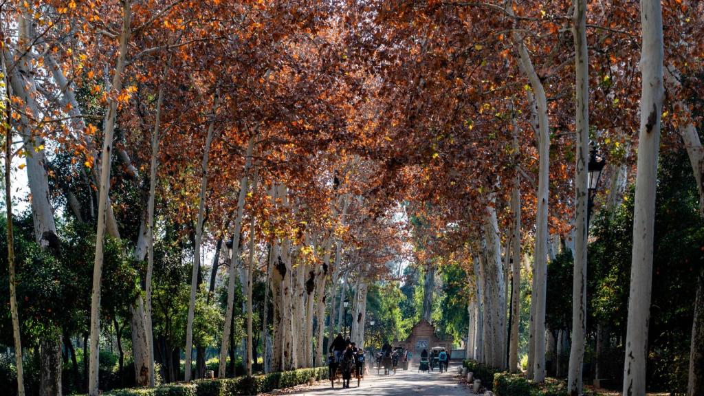 El Parque María Luisa.