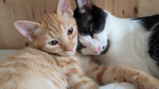 Dos gatos abrazados.