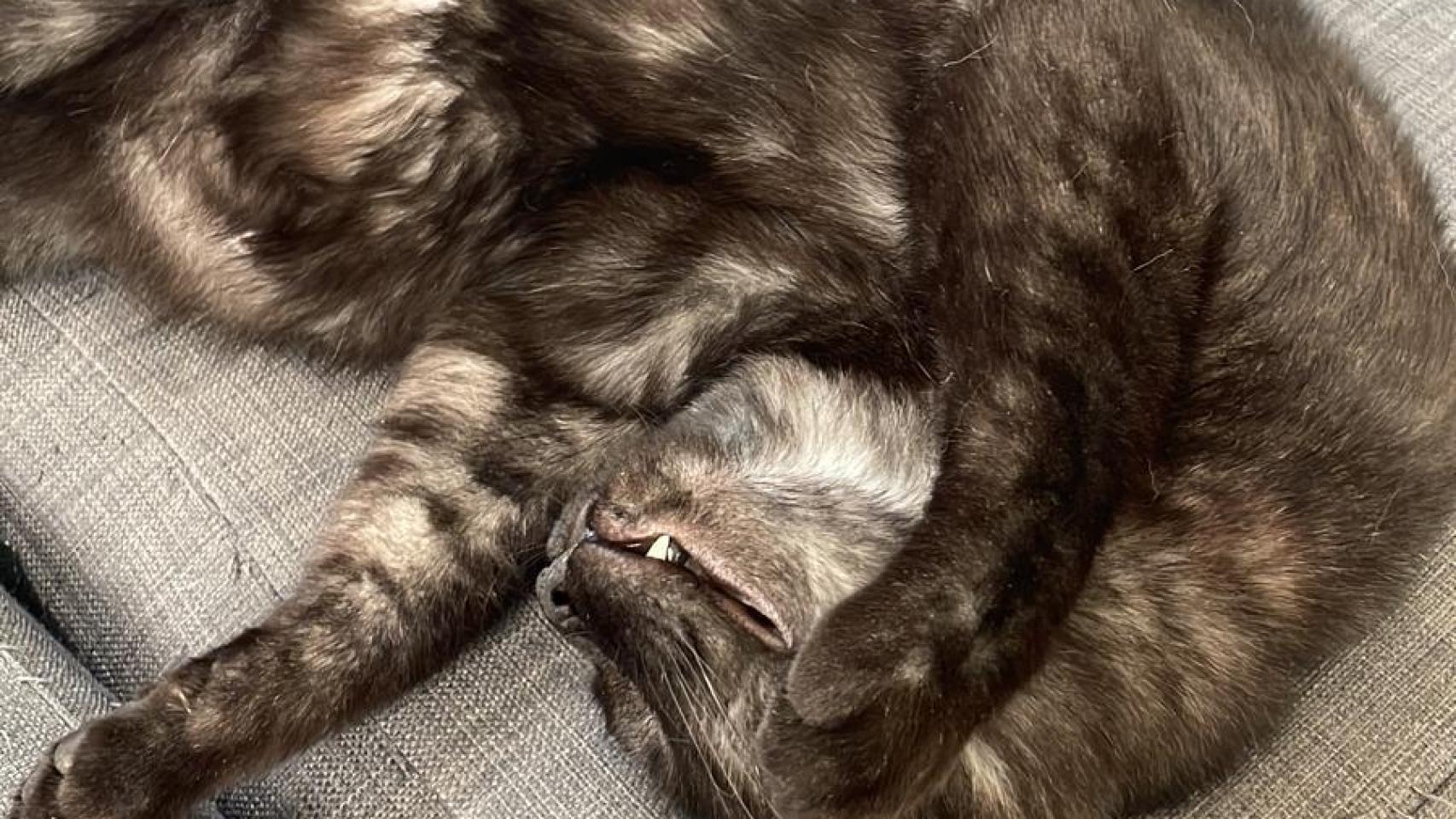 Un gato negro.
