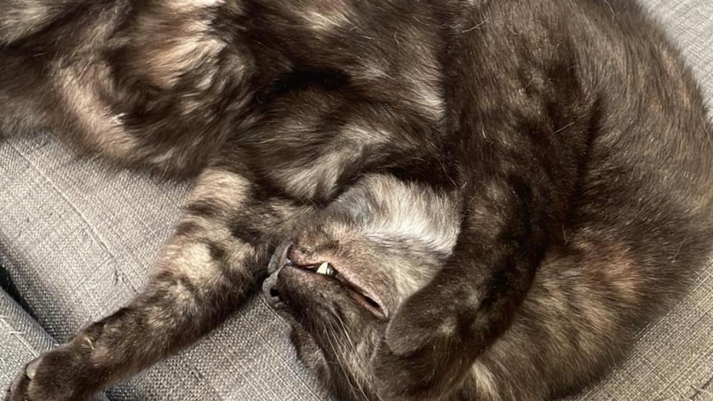 Un gato negro.