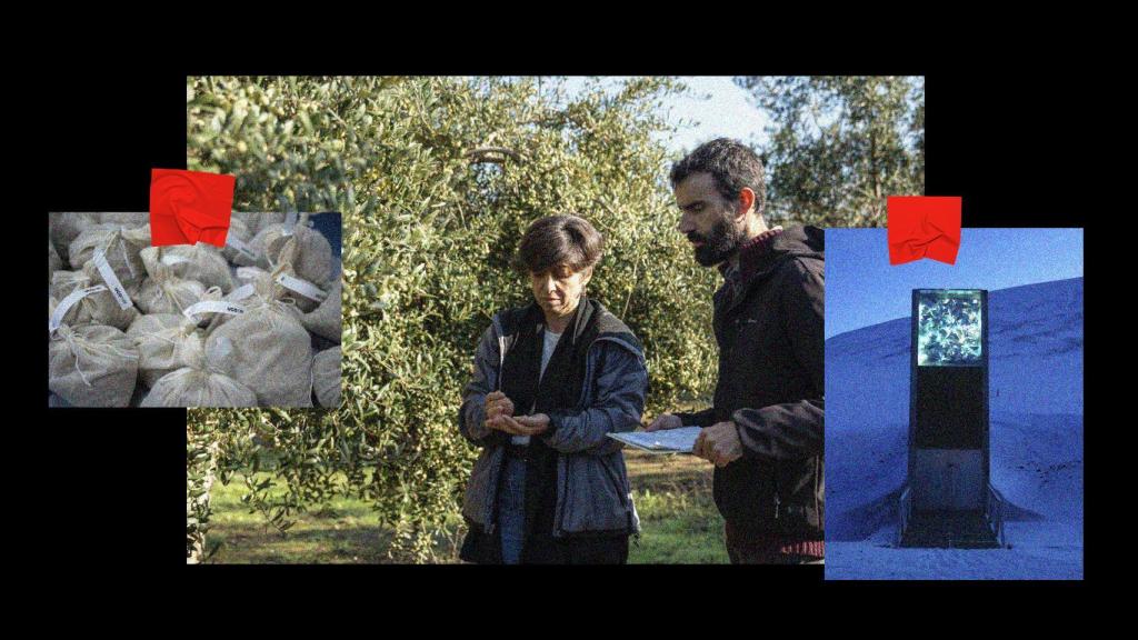 Fotomontaje de las semillas de olivo, científicos que participan en el proyecto y la Bóveda Global de Semillas de Svalbard.