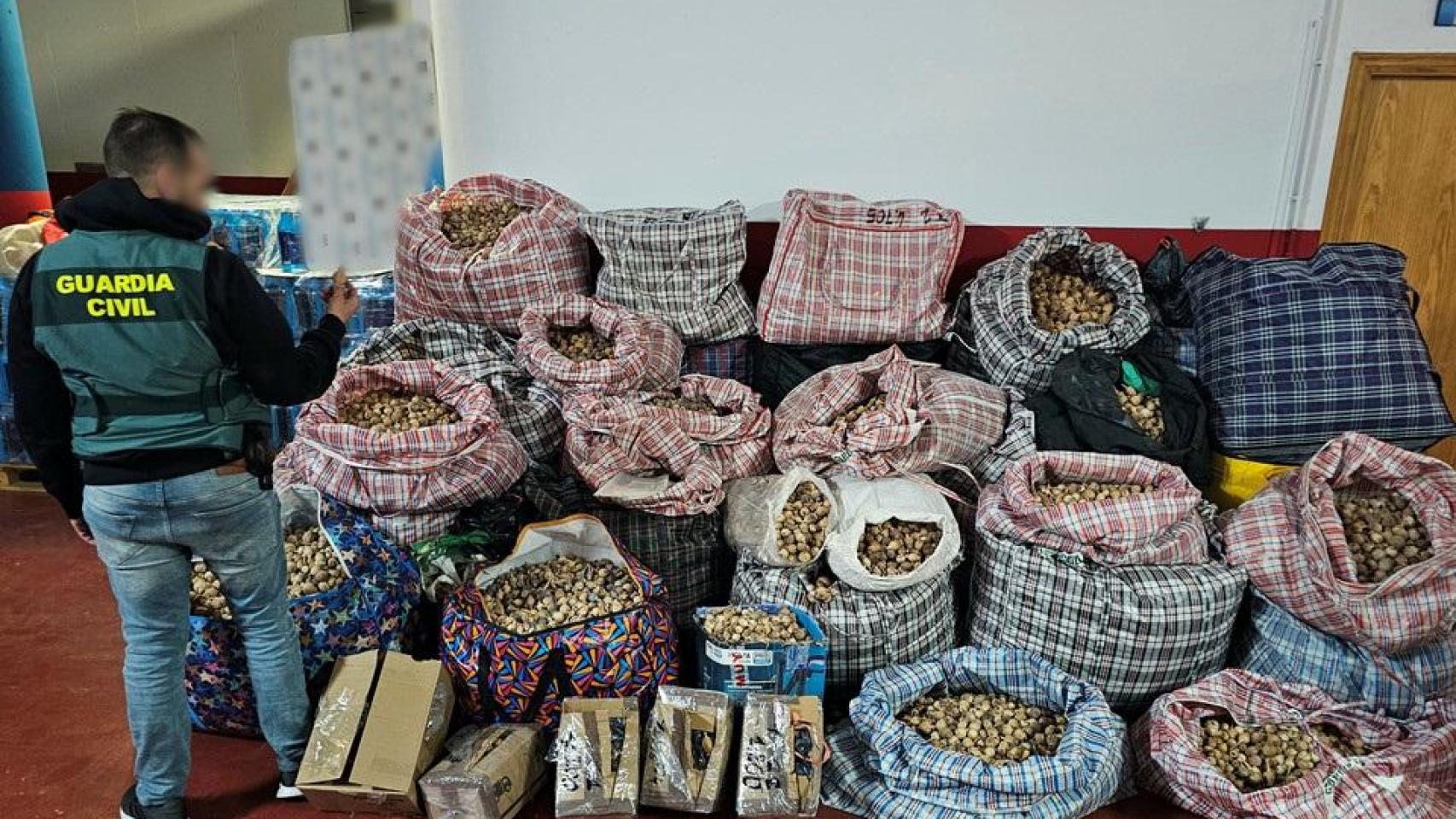 Se han intervenido 527 kilos de esa planta.