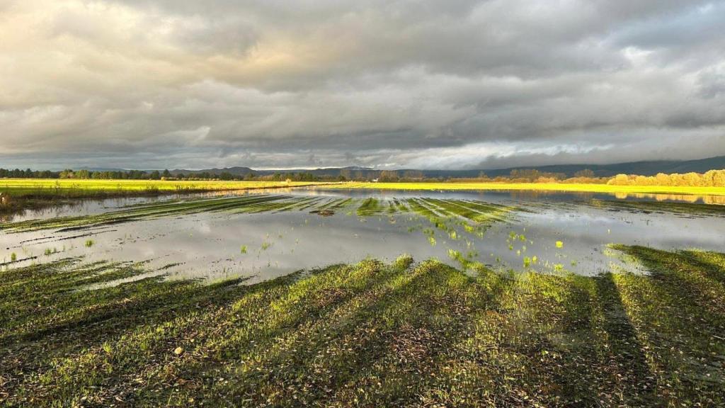 Imagen de un campo de cultivo en el área de la Laguna Antela, en la comarca de A Limia (Ourense).