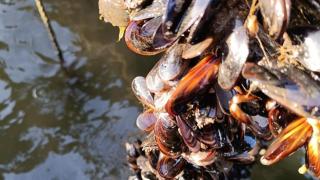 Detectan episodios de mortalidad de mejillón en bateas de la ría de Arousa