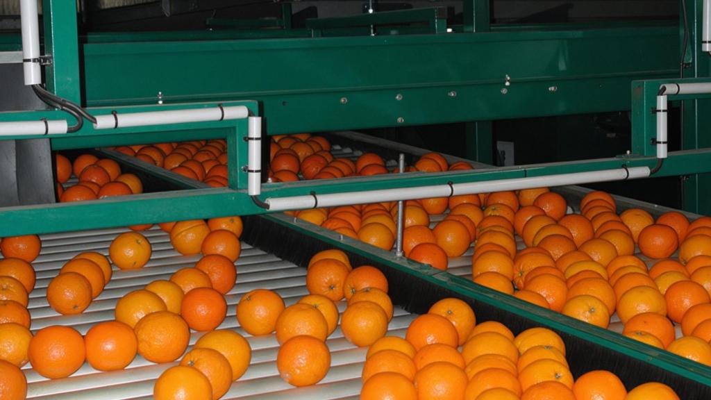 La exportación agrícola salva los datos de la Comunitat Valenciana.