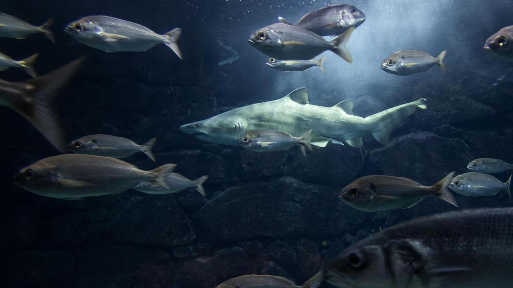 Gastón, el tiburón toro del Aquarium de A Coruña cumple este martes dos décadas de vida