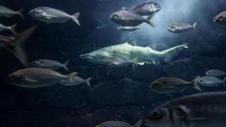 Gastón, el tiburón toro del Aquarium de A Coruña cumple este martes dos décadas de vida