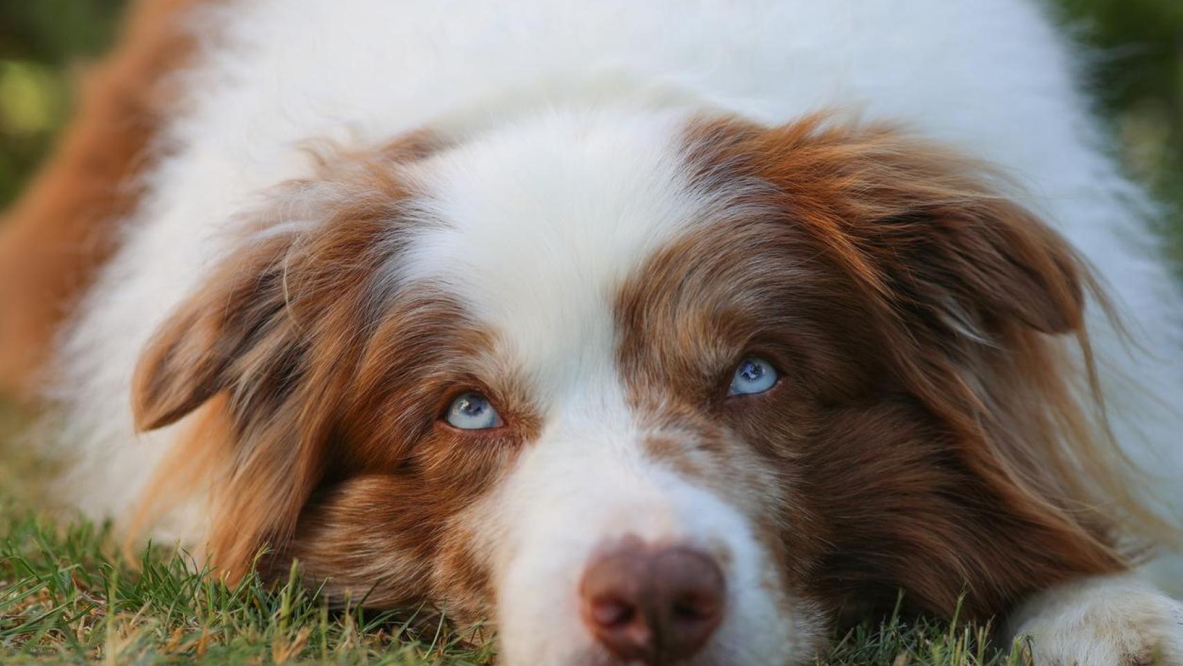Un perro con los ojos claros.