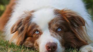Un perro con los ojos claros.