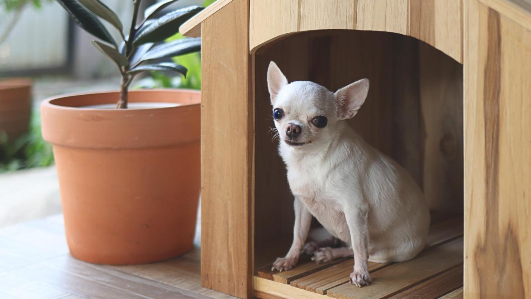 Un perro en un balcón.