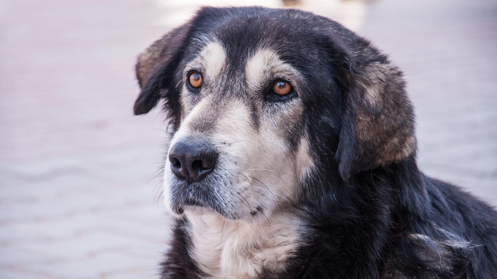 Un perro, en una imagen de Shutterstock.