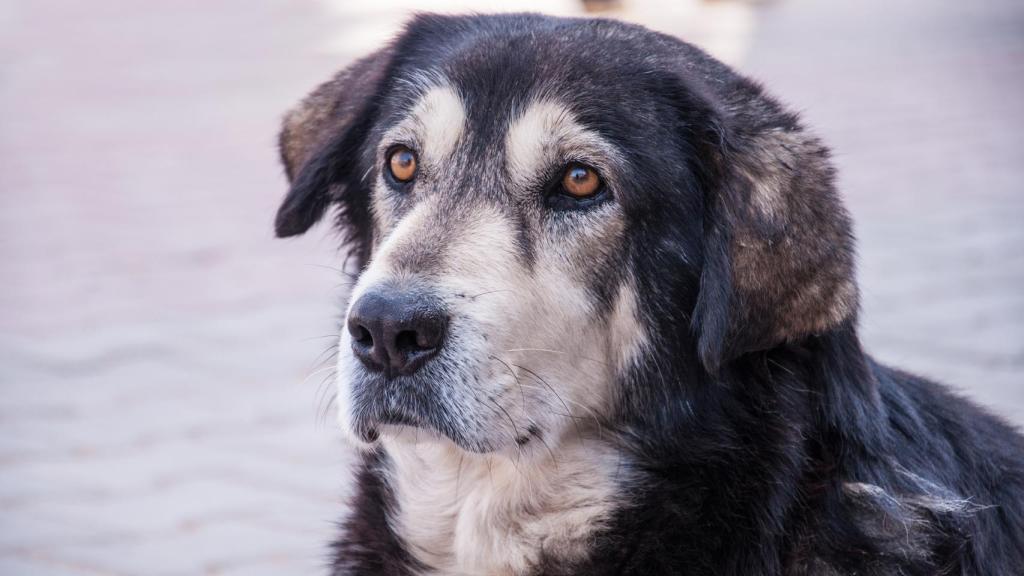 Un perro, en una imagen de Shutterstock.