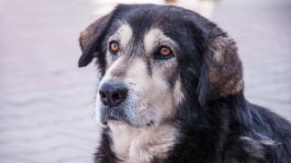 Condenado por arrojar una sustancia corrosiva al perro de un vecino porque ladraba en Villajoyosa