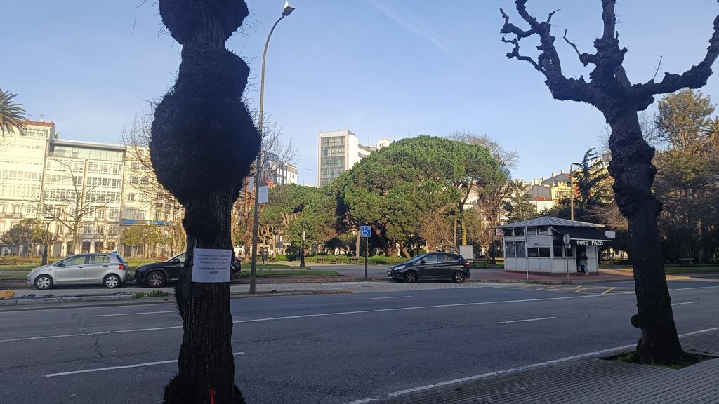 El ejemplar de olmo de los jardines de A Coruña que tendrá que ser talado por problemas estructurales.