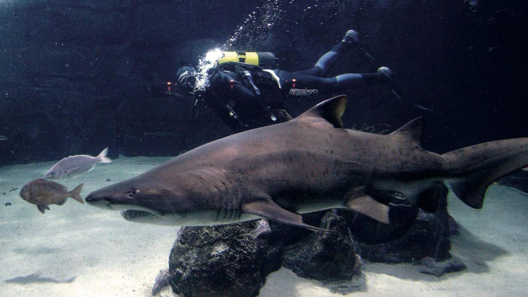 Cuatro curiosidades sobre Gastón, el tiburón toro del Aquarium que cumple 20 años en A Coruña