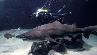 Cuatro curiosidades sobre Gastón, el tiburón toro del Aquarium que cumple 20 años en A Coruña