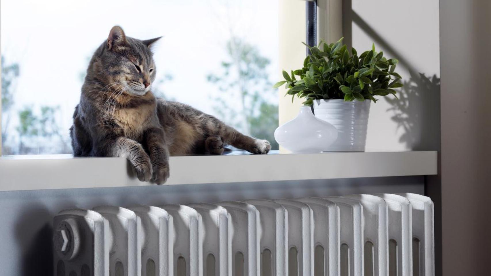 Un gato y un radiador.