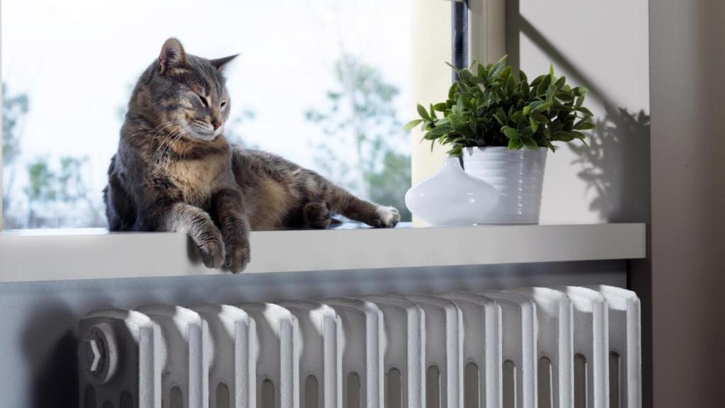 Un gato y un radiador.