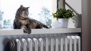 Un gato y un radiador.