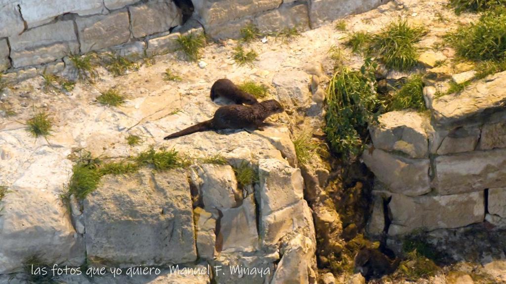 Una nutria con sus crías en la ribera del Ebro.