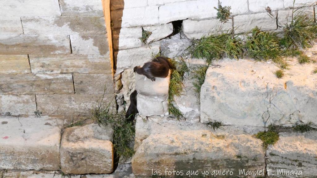 Una nutria con sus crías en la ribera del Ebro.