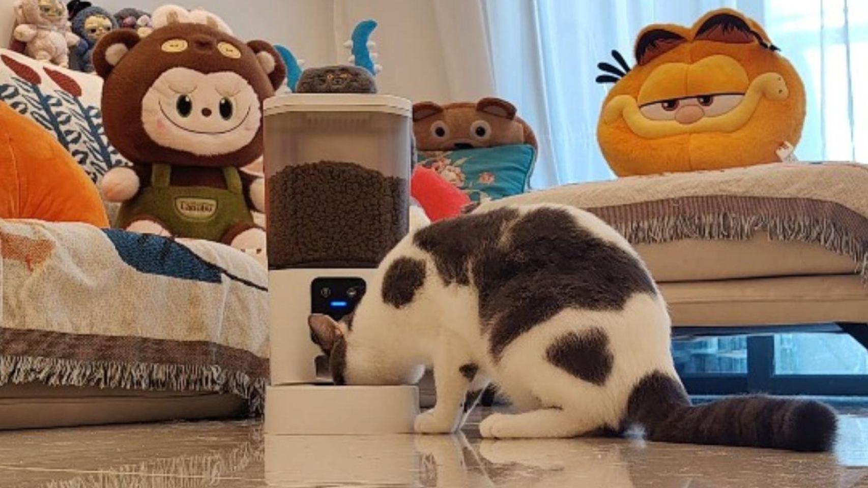 Mis gatas están encantadas: este es el comedero automático que necesitas si pasas mucho tiempo fuera de casa