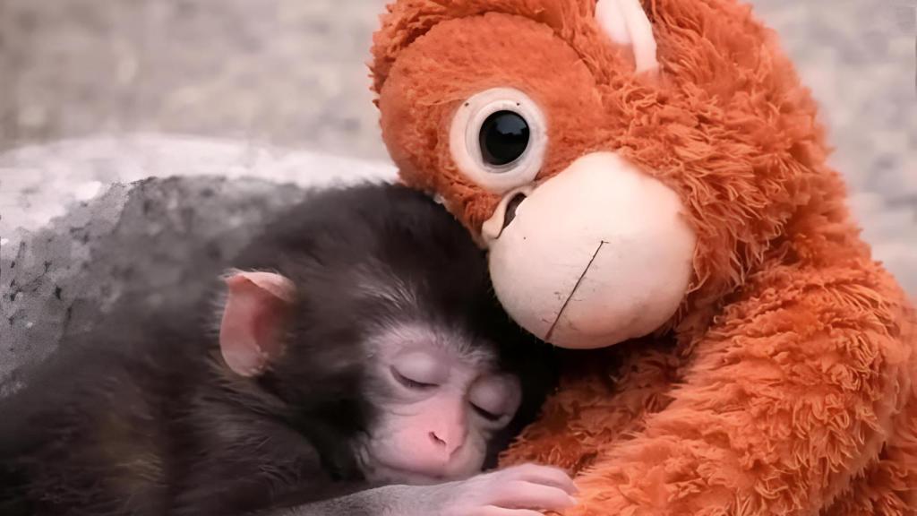 El mono Punch abrazado a su peluche.