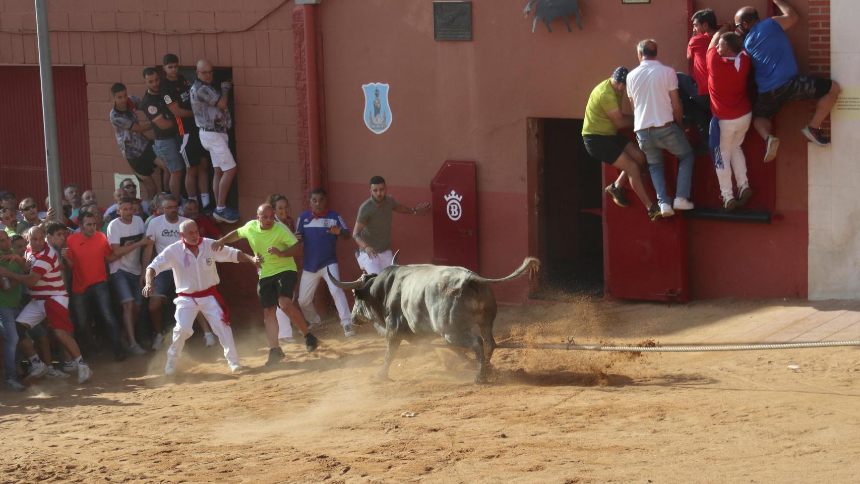 Una edición anterior del Toro Enmaromado en el municipio zamorano de Benavente