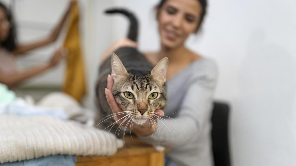 Un gato.